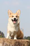 CORGI PEMBROKE 291